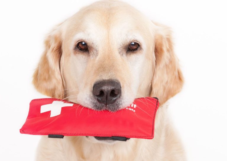 dog first aid (2)