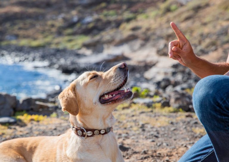 dog trainer (1)