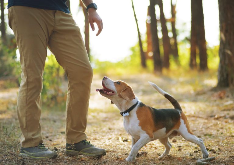 atteggiamento mentale proprietari cani (1)