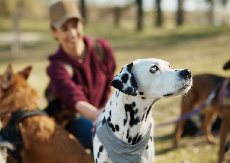 corso dog sitter verona (1)