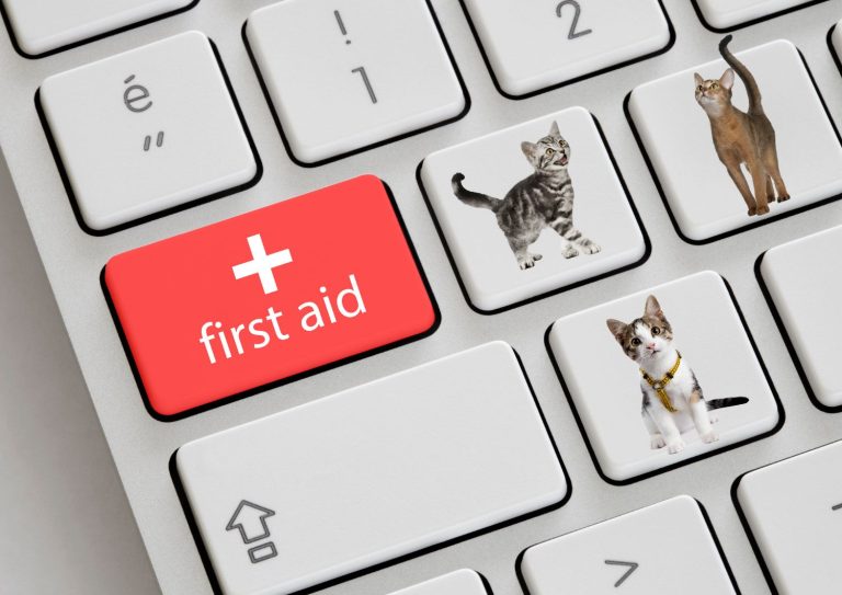 cat first aid